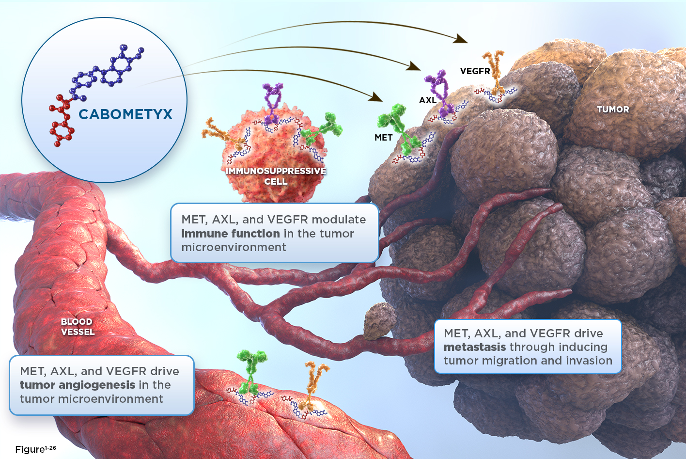 Mechanism of action diagram shows how CABOMETYX targets MET, AXL & VEGFR in tumor cells & blood vessels